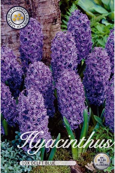 Hyacinth Delft Blue 10-pakning